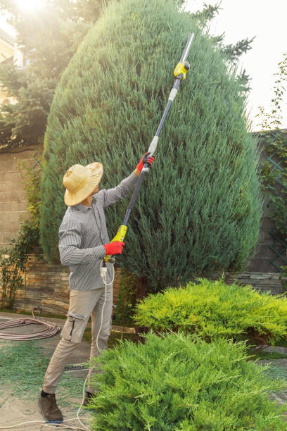 Best Residential Tree Removal  in USA